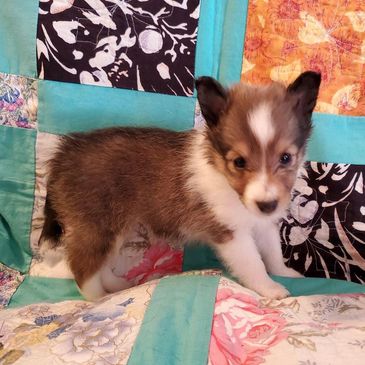 shetland sheepdog puppy