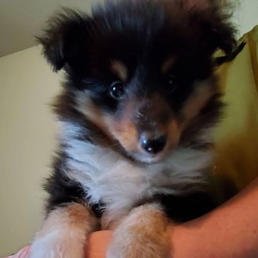 sheltie, shetland sheepdog