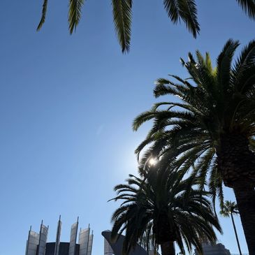 Palm trees against a clear blue sky with the sun shining.