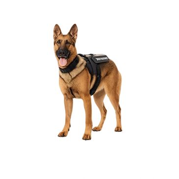 K9