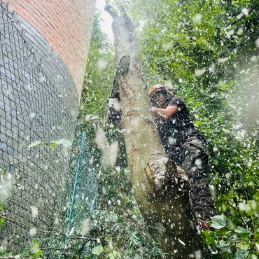 Specialist Tree Removal and Aerial Dismantling
Professional tree surgeon from Abbey Tree Company per
