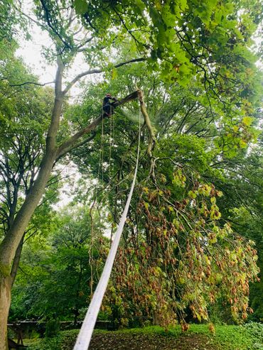 Emergency Storm Damage Tree Work
Professional tree surgeon from Abbey Tree Company undertaking emerg