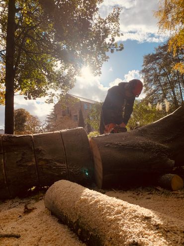 Tree Removal and Timber Processing
Professional tree surgeon from Abbey Tree Company cutting and pro