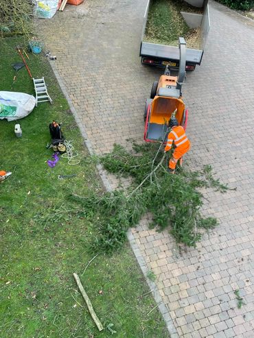 Worker feeding large tree branches into a wood chipper on a driveway.