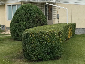 Pruning