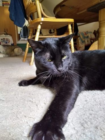 Jackson our Huskita (Husky/Akita) enjoying the beach.