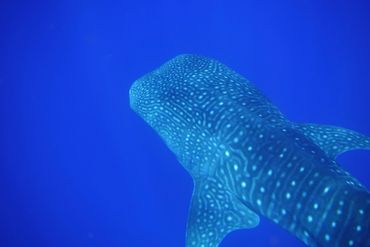 Close-up of a whale shark swimming in deep blue ocean water.