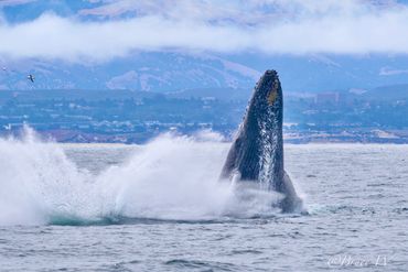 Humpback whale breaching the ocean surface near a coastal town.