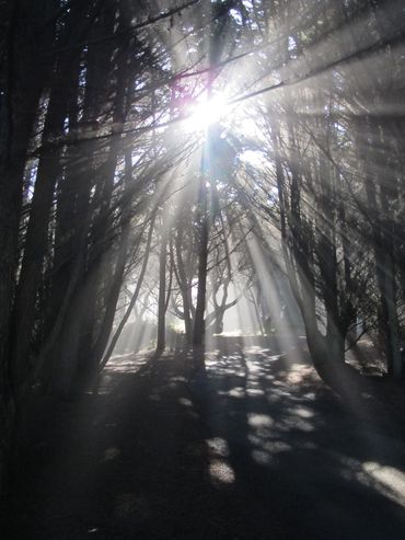 Sunlight streams through dense forest trees, creating radiant beams and shadows.
