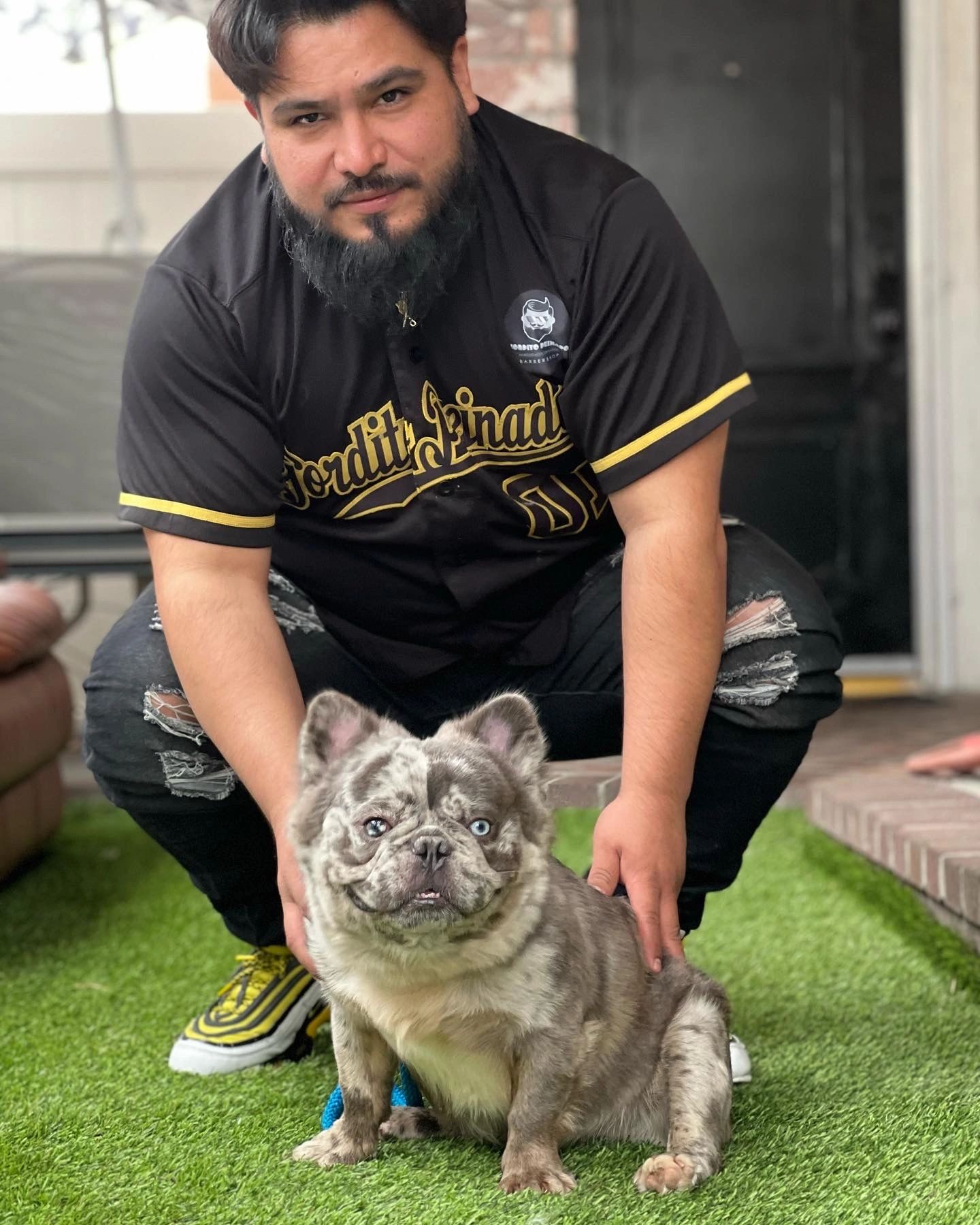 Fluffy French Bulldog