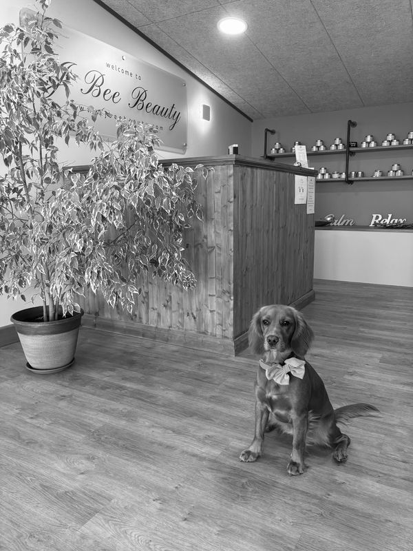 Dog sitting in a beauty salon lobby.