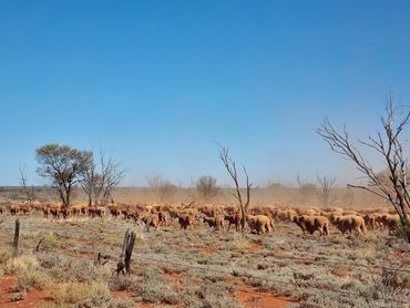 Australian Sheep station stock water.