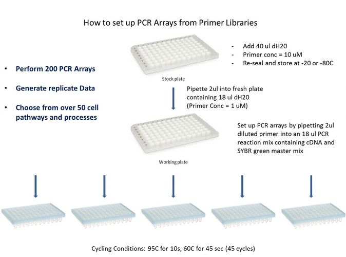 qPCR array quantitation