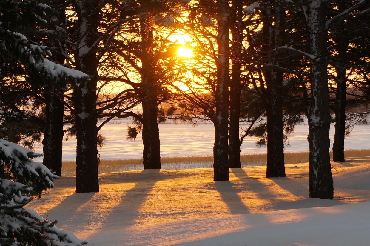 Sunset between snow-covered trees
