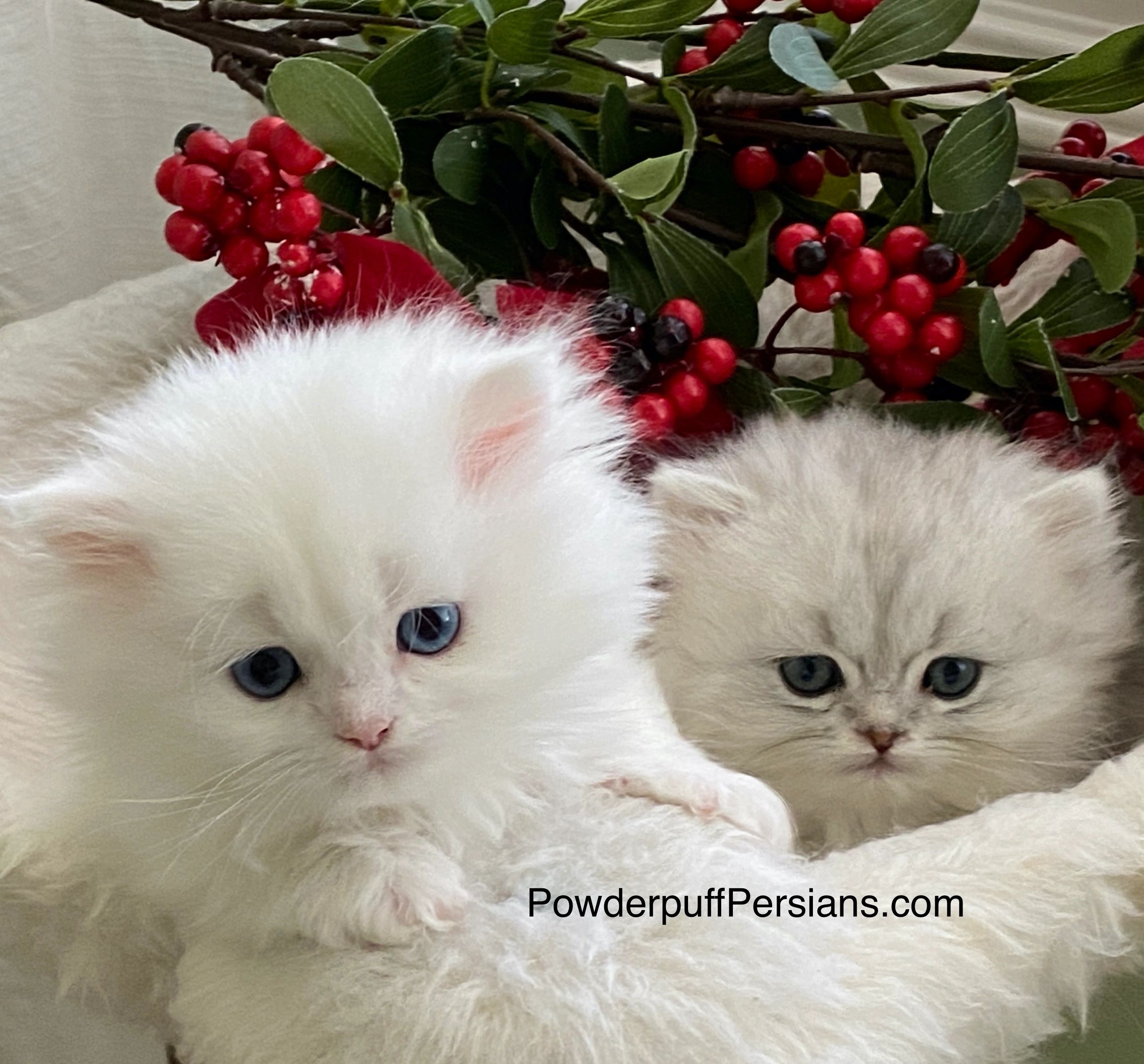 persian kittens available