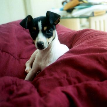 Ivan the Terrier