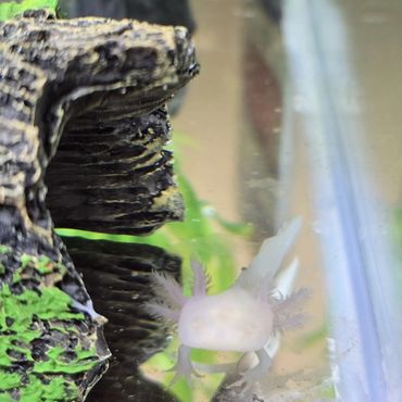 Gilli -Juvenile Axolotl.
Nessie & Finn's Baby