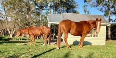 Private and group paddocks at boutique horse Agistment 