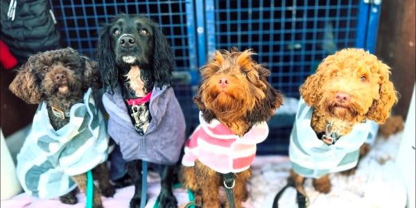 Four dogs wearing jackets sitting in a row.