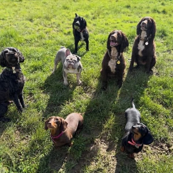 Seven dogs sitting and standing on grass on a sunny day.