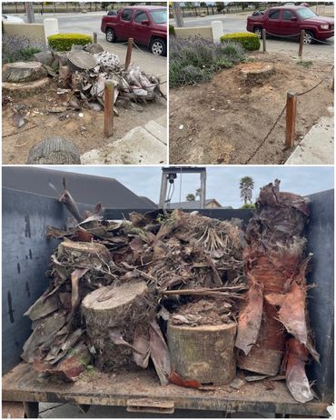 Palm tree yard debris, and green waste removed in Castroville CA by Hollister’s Collins Cleanup Serv