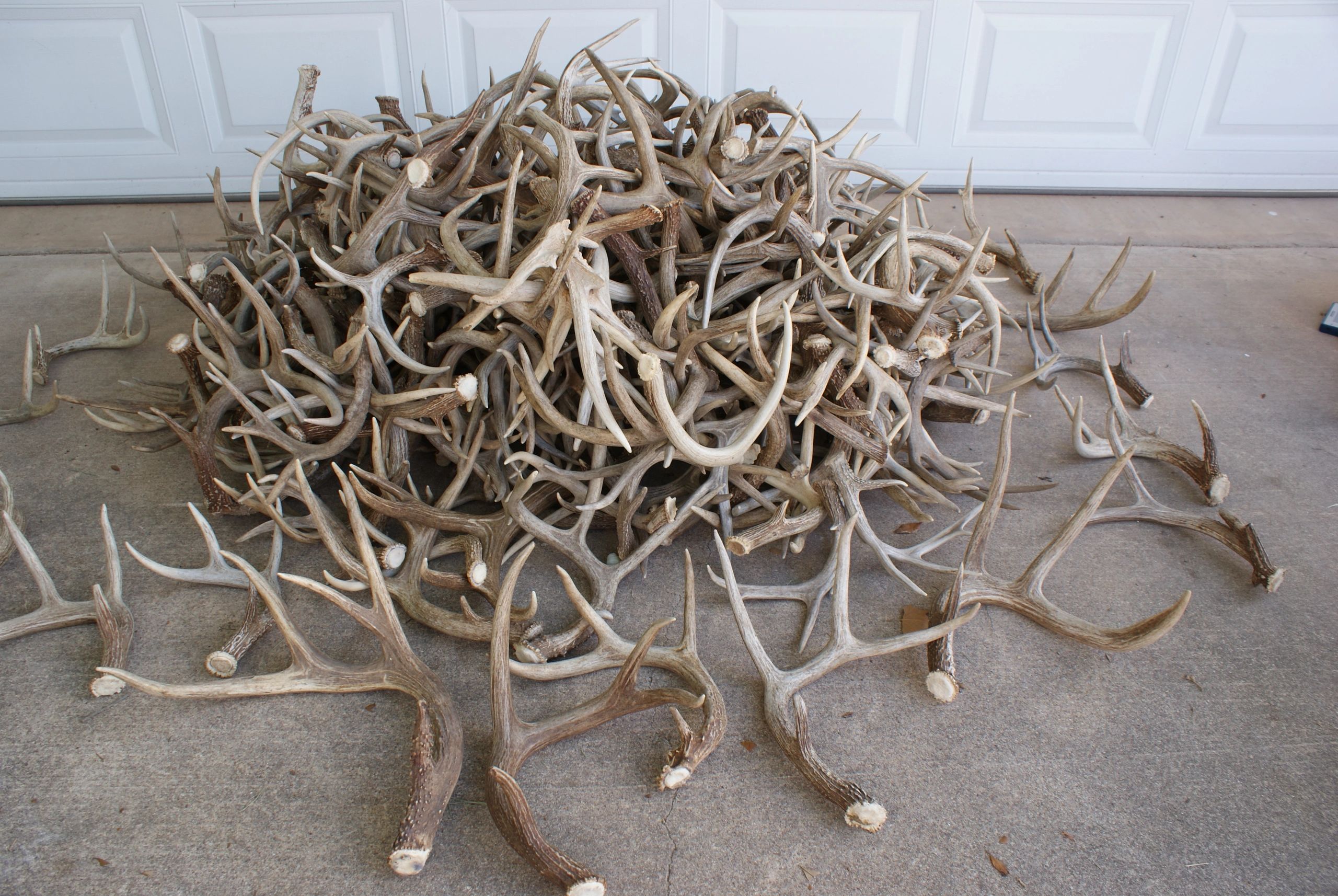 How Selling Works Kerrville Antler Buyers