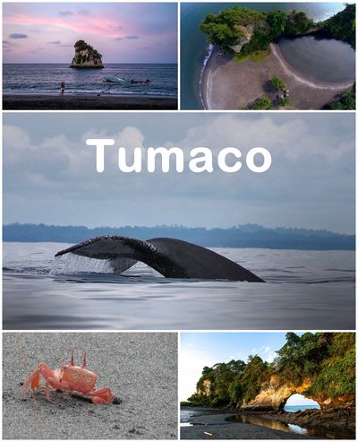 Tumaco | Avistamiento de Ballenas
