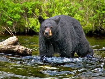 #moose #hunting #newfoundland #hunters #blackbear #canada #moosehunter #caribou #caribouhunter
