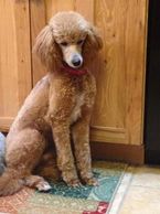 Light brown Moyen poodle sitting on rug.