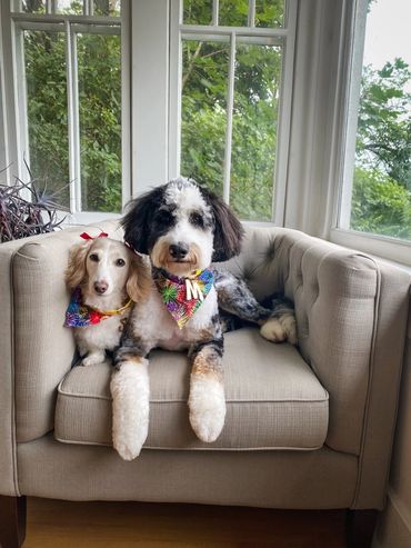 Merle bernedoodle
