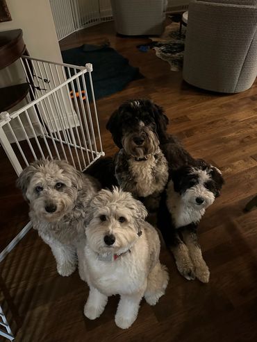 A group of Bernedoodles