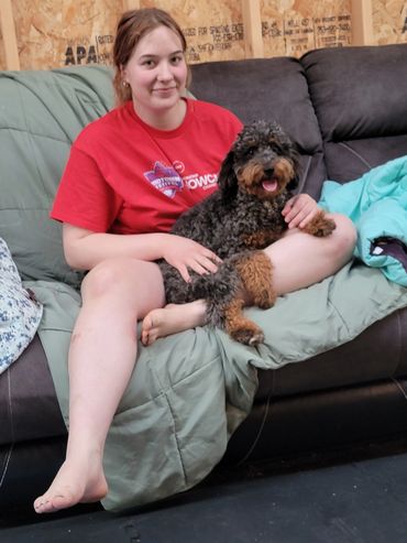 Micro mini merle bernedoodle