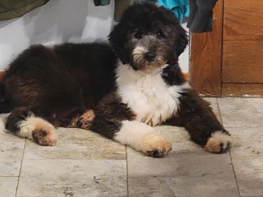 Black and white medium bernedoodle