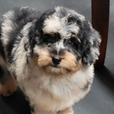Micro min - toy bernedoodle