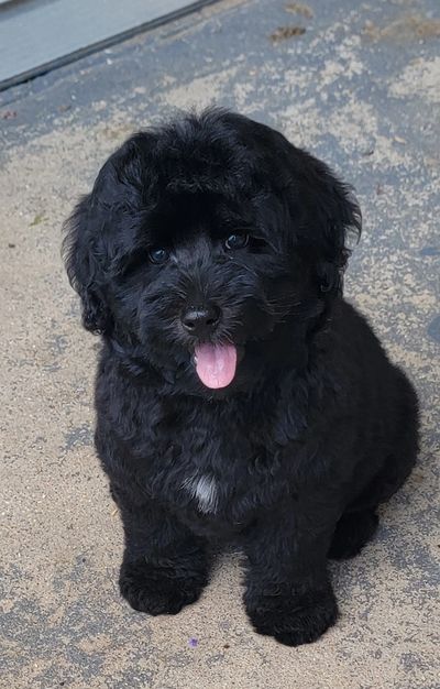 Toy/ micro Mini Bernedoodle