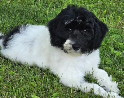 Parti bkack and white Goldendoodle