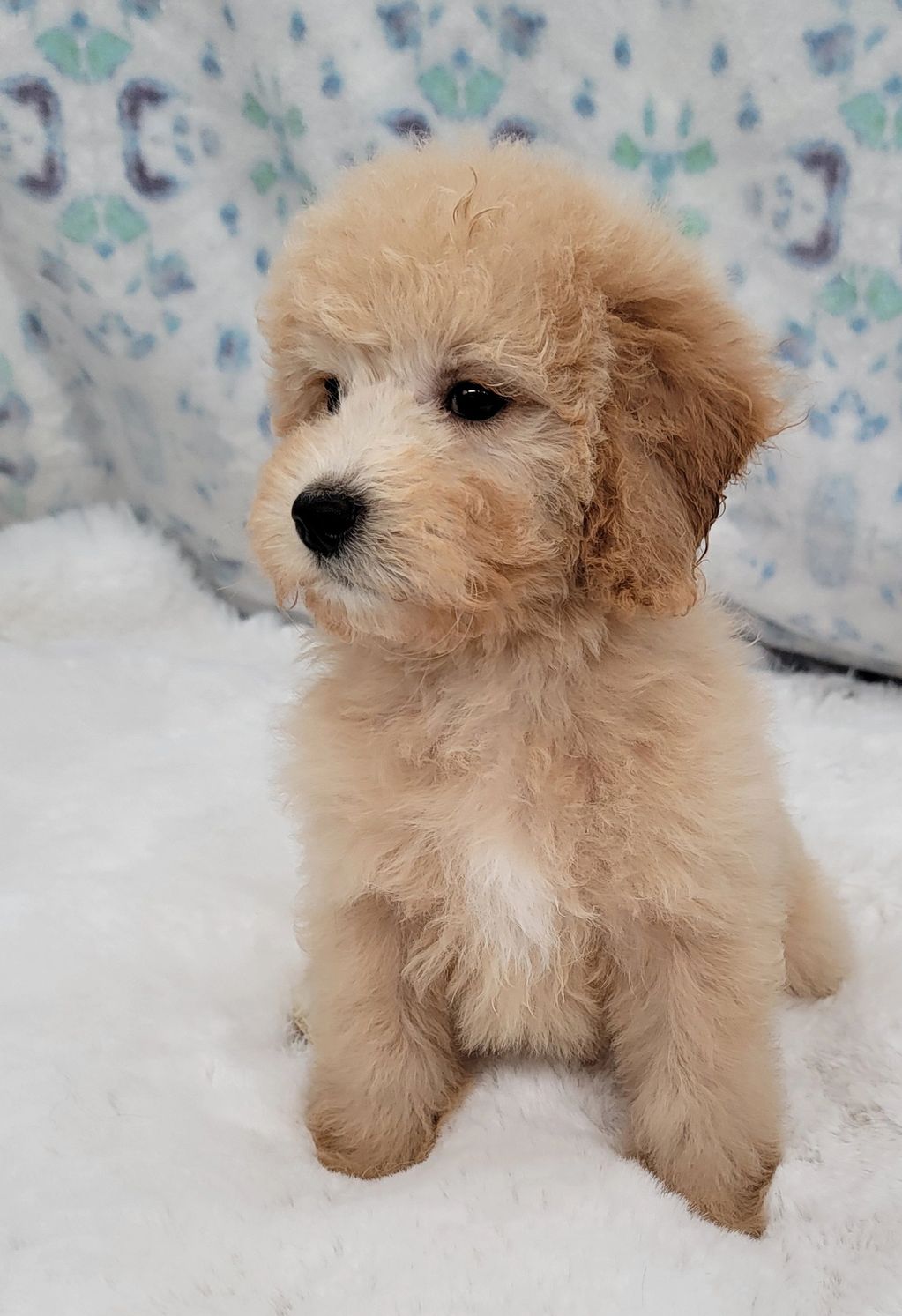 Apricot toy Bernedoodle