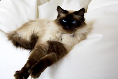 Adult seal point Ragdoll cat with blue eyes.