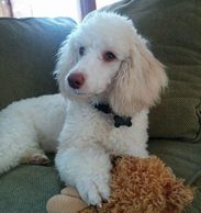 White poodle laying on couch with stuffed animal toy.