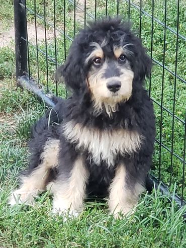 Tri colored bernedoodle