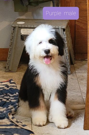Small standard sized bernedoodle
