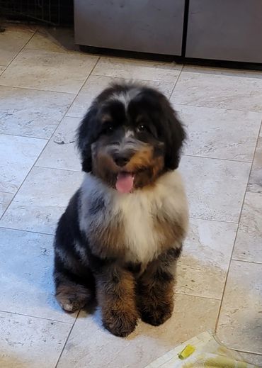 Merle mini bernedoodle