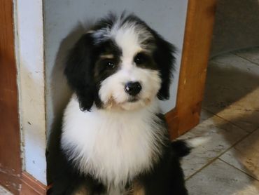 Tri colored bernedoodle