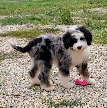 Merle Tuxedo bernedoodle