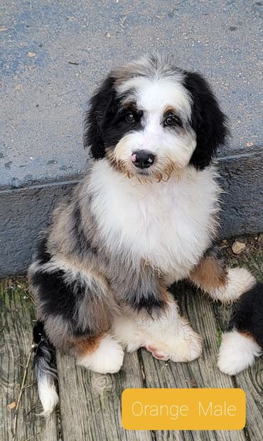 Blue merle tri colored mini bernedoodle