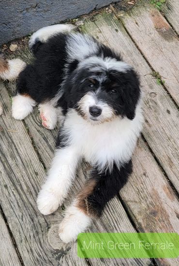 Tri colored mini bernedoodle