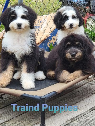 Bernedoodles in training
