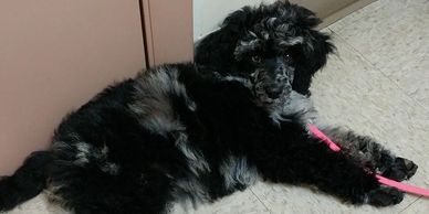 Merle Moyen Poodle puppy laying against door.