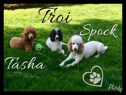 Three older poodle puppies laying in the grass with a ball.