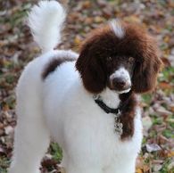 Moyen white and brown poodle standing in fall leaves.